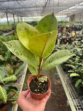 Ficus shivereana for sale  Marshall
