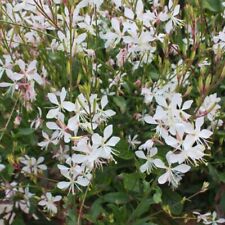 Jeune plant gaura d'occasion  Athies-sous-Laon