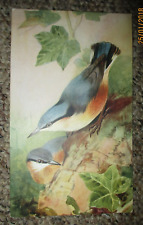 Nuthatch bird postcard for sale  BURY ST. EDMUNDS