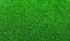 Empire Zoysia Grass Seeds/  Lawn grass 1/8 LB for sale  USA