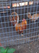 gamefowl chickens for sale  Blythe