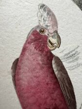 Antique parrot print d'occasion  Expédié en Belgium