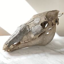Horse skull mount for sale  Seattle