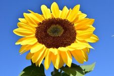 Sunflower Giant Single 40 Seeds, used for sale  Shipping to South Africa