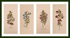 Set stampe botanica usato  Italia