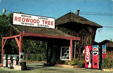 Largest redwood tree for sale  Pelham