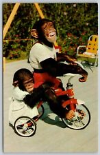 Chimpanzees tricycle monkey for sale  Petersburg