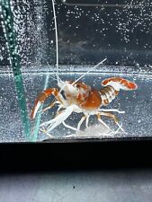 Live crayfish ghost for sale  Springfield