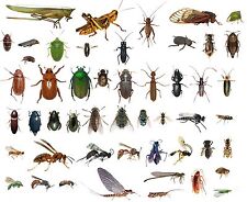 Dead bugs entomology for sale  Pawnee