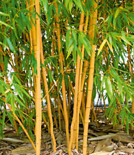 Goldener peking bambus gebraucht kaufen  Bensheim