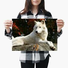 Arctic white wolf for sale  SELBY