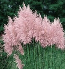 Pampas grass pink for sale  Gettysburg