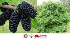 Black mulberry 100 for sale  BROCKENHURST
