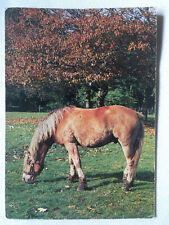Postkarte pferde niederlande gebraucht kaufen  Hamburg