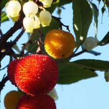 Arbutus unedo arbousier d'occasion  Pouzauges