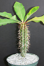 Euphorbia viguieri exotic for sale  Miami