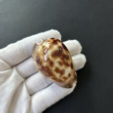 Used, Cypraea Zoila venusta episema f. sorrentensis, 55.6mm,cowrie seashell collection for sale  Shipping to South Africa