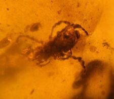 Fossil amber insect for sale  Shipping to Ireland