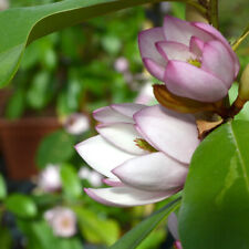 Magnolia fairy blush for sale  PETERBOROUGH