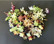 Beautiful colorful healthyorganic for sale  Cotati