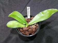 Phalaenopsis fimbriata seltene gebraucht kaufen  Deutschland
