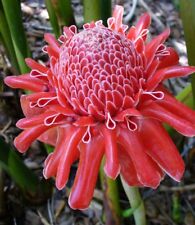 Red torch ginger for sale  GLOUCESTER