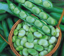 Vegetable broad bean for sale  SALISBURY