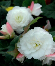 Lrg begonia nonstop for sale  STOCKPORT