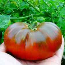 Graines tomates arbuzny d'occasion  Revigny-sur-Ornain