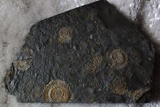 Fossilien ammoniten hmden gebraucht kaufen  Grevenbroich-Kapellen