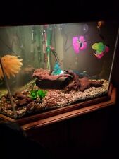Corner Fish Tank, Pine Cabinet And Accessories for sale  NEWCASTLE