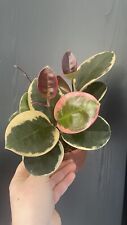 Hoya carnosa australis for sale  MONTROSE