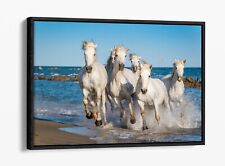 White horses running for sale  LONDONDERRY