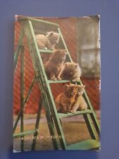 Cats kittens 1907 for sale  BEXLEYHEATH