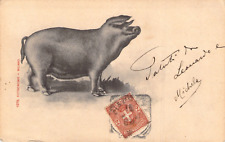 Cartolina maiale piccolo usato  Ragusa