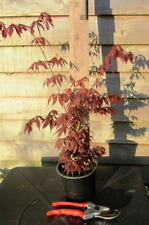acer plant for sale  FOWEY