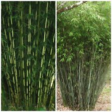 Hardy bamboo fargesia for sale  GLOUCESTER