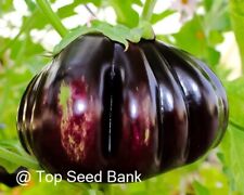 Purple ribbed eggplant for sale  Coppell