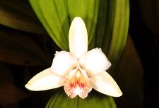 10 SOBRALIA KLOTZSCHEANA orchidea orchid seeds samen fiori no stapelia copiapoa usato  Italia