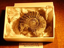whitby fossil for sale  HUDDERSFIELD