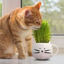 Cat grass seeds for sale  Tarpon Springs