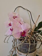 Phalaenopsis orchid plant for sale  LONDON