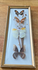 Real butterflies dried for sale  CHARD