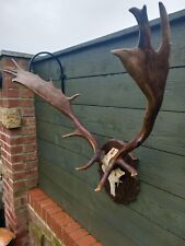 Taxidermy fallow deer for sale  BILLINGHAM