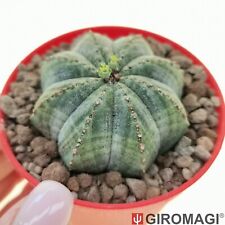 Euphorbia obesa cv. usato  Cortona