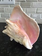 Large queen conch for sale  MAIDENHEAD