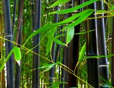 Phyllostachys nigra (Bambu Aglomerado Preto) 20 SEMENTES •Árvore rara de plantas de jardim Reino Unido comprar usado  Enviando para Brazil