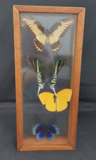 Cased butterflies for sale  STAFFORD