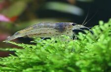 Amano lokal shrimp for sale  EDINBURGH