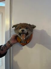 Taxidermy dog fox for sale  WITHAM